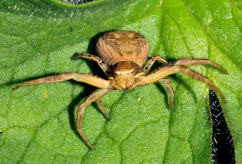 Thomisidae: Xysticus sp.  -  Oasi Nat. Tivoli-Manzolino (MO)